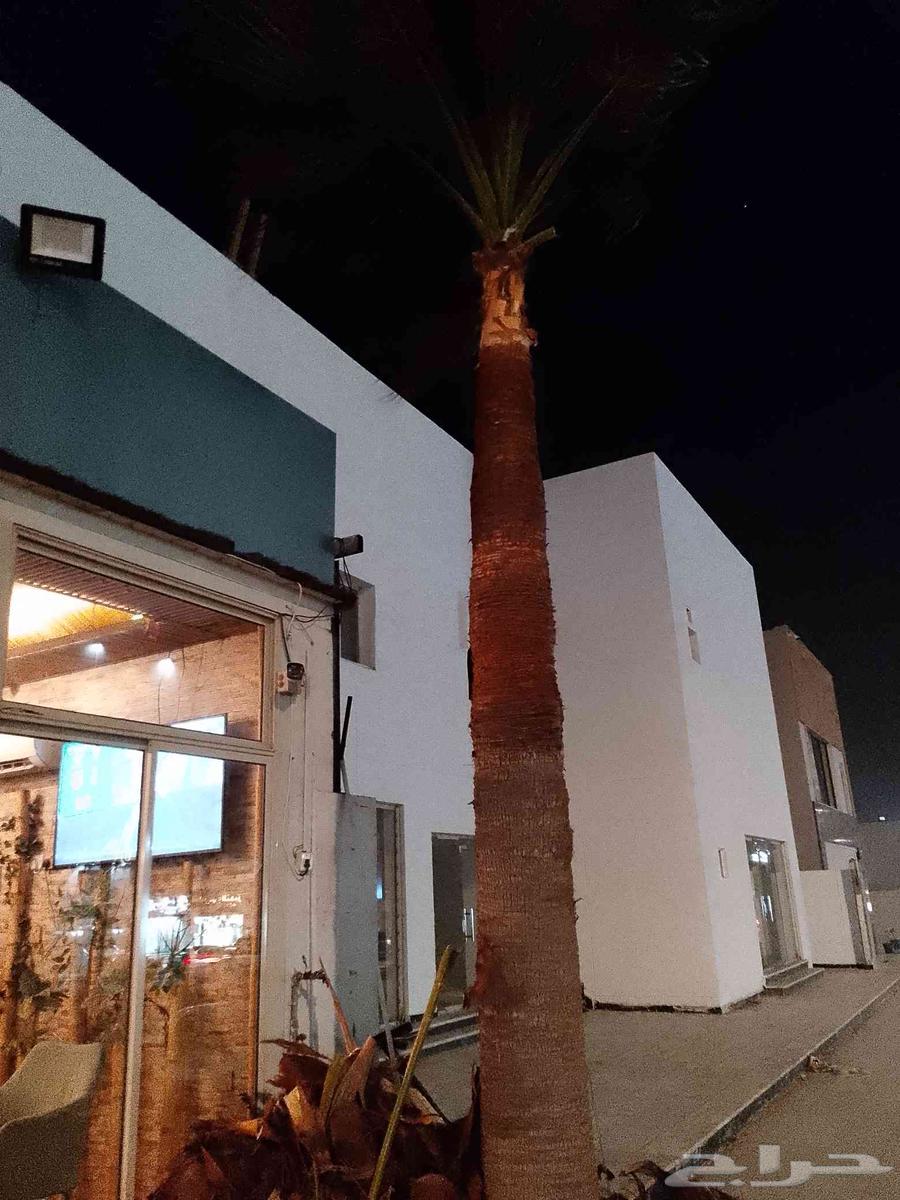 Trimming Washingtonia and palm trees, landscaping, and tree cutting64459759145602113