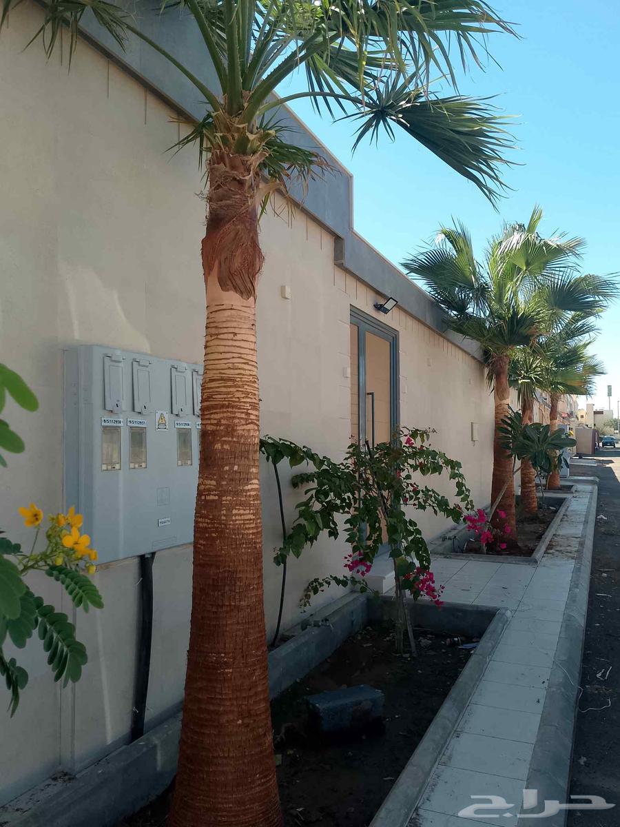 Trimming Washingtonia and palm trees, landscaping, and tree cutting64459759145602112
