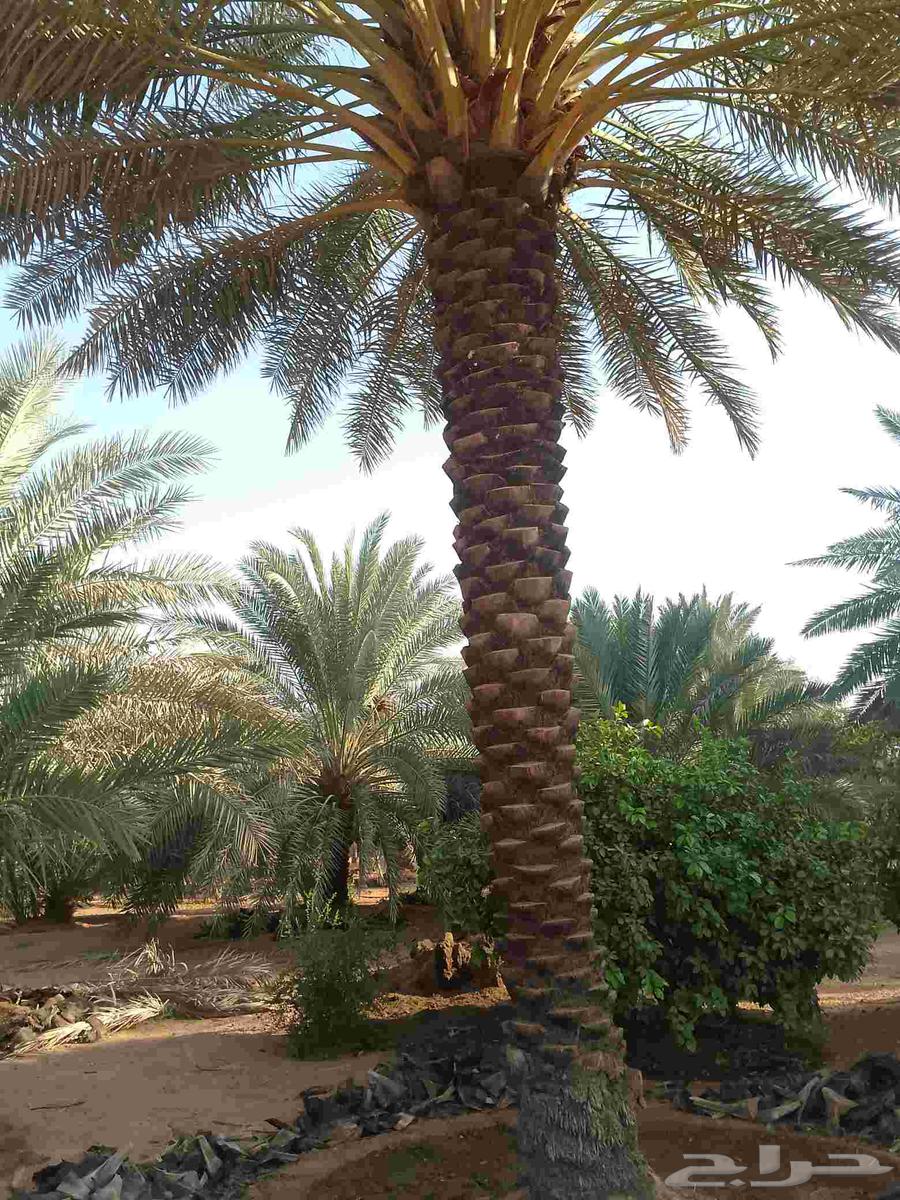 يوجد لدينا عمال نخيل تكريب64459743596929111