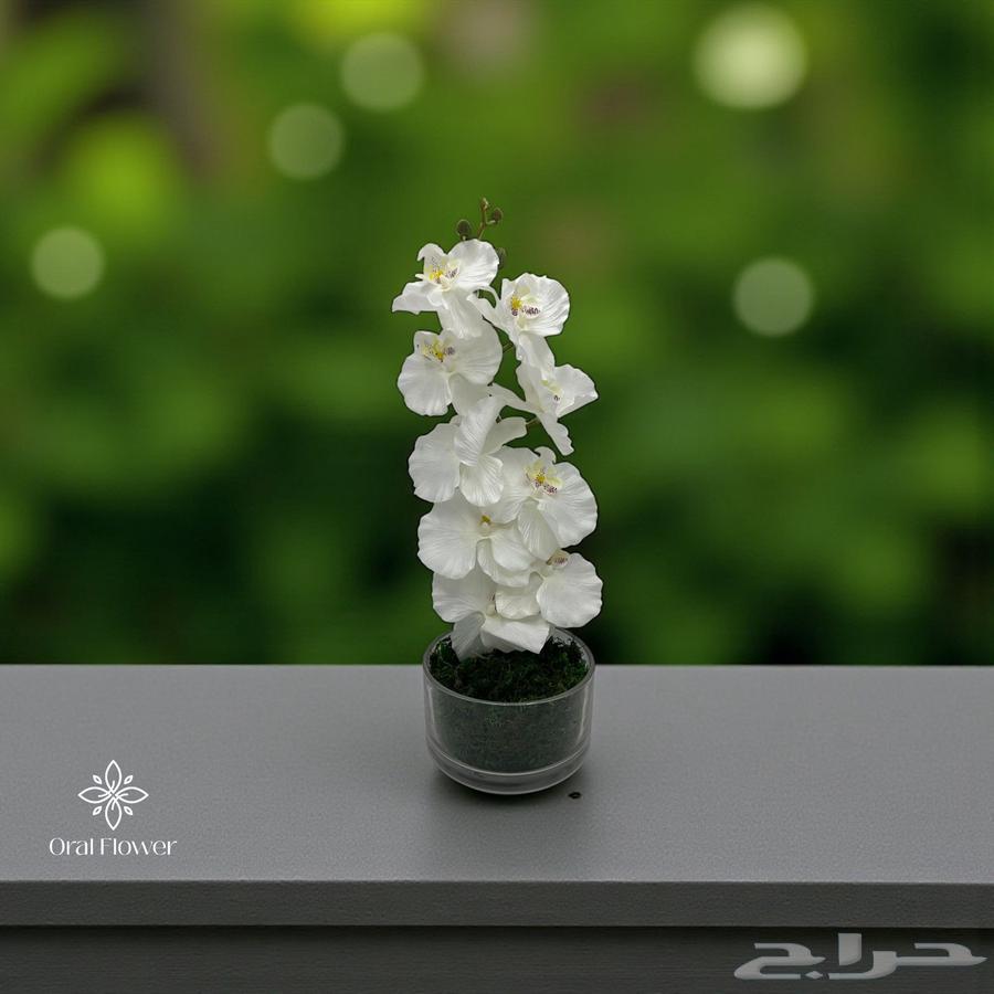 مندوب توصيل طلبات64459712430465111