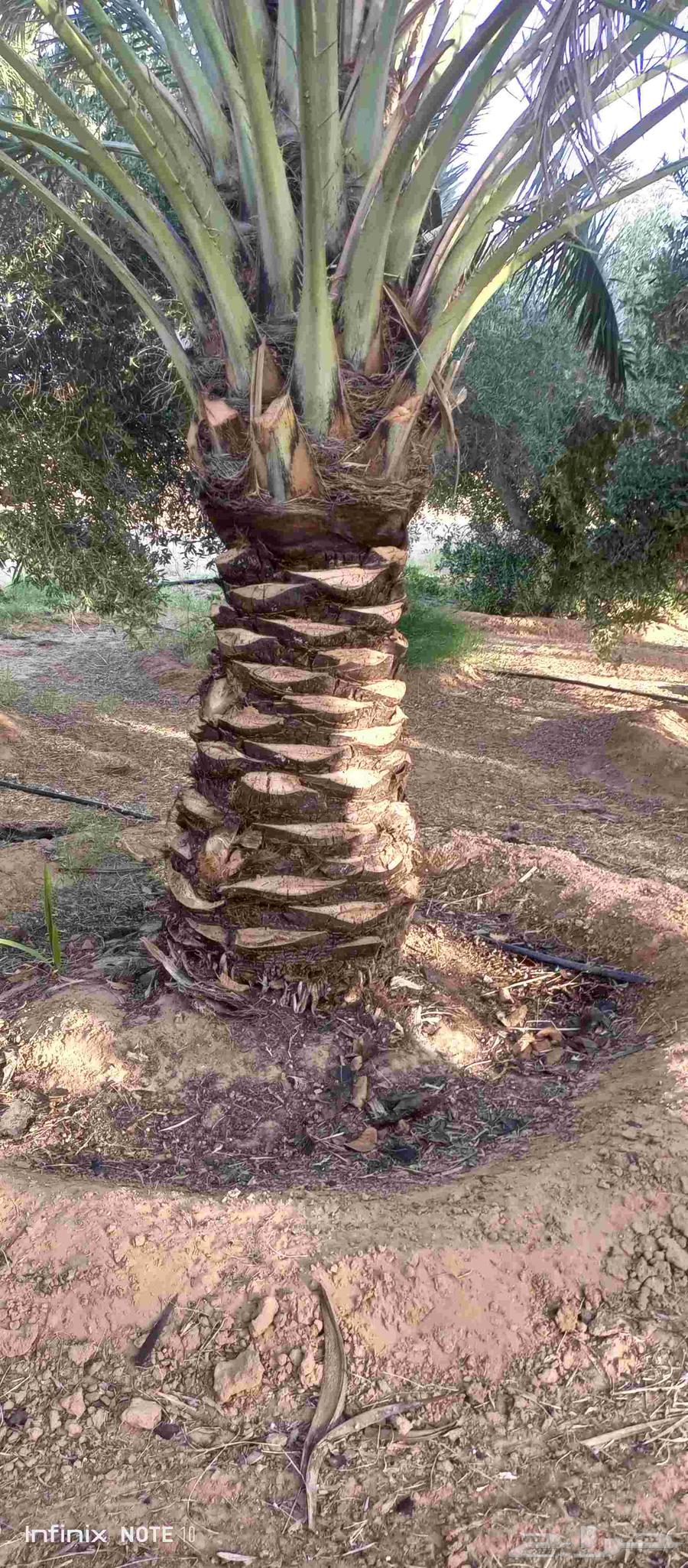 كتف النخل تشليع ضبان و غرزه الضبان والنخل كل ما يخص النخل64459712316675113