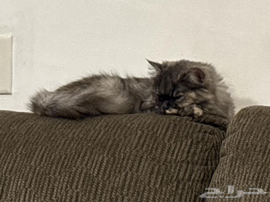 قطط شيرازي سنة للتبني64459789471489111