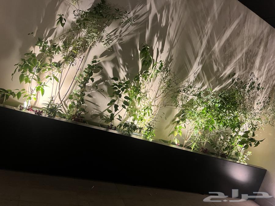 سباك وكهربائي شمال الرياض64459713569923111