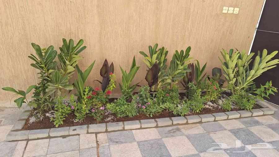 Nursery of branches and plants for planting all types of palm trees and grass64459666284033114