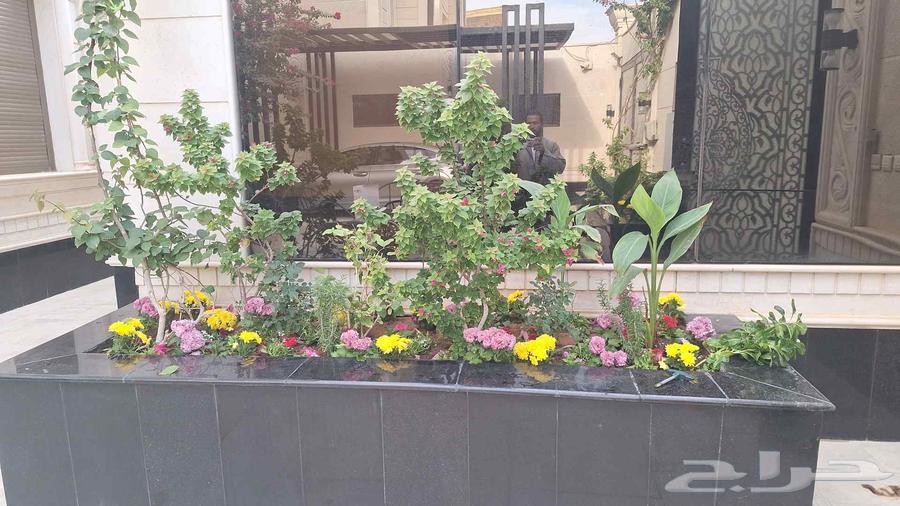 Nursery of branches and plants for planting all types of palm trees and grass64459666284033111