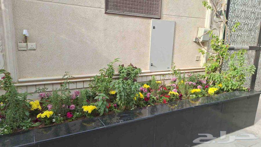 Nursery of branches and plants for planting all types of palm trees and grass64459666284033110