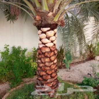 Palm pruning and tree trimming64459821108226113