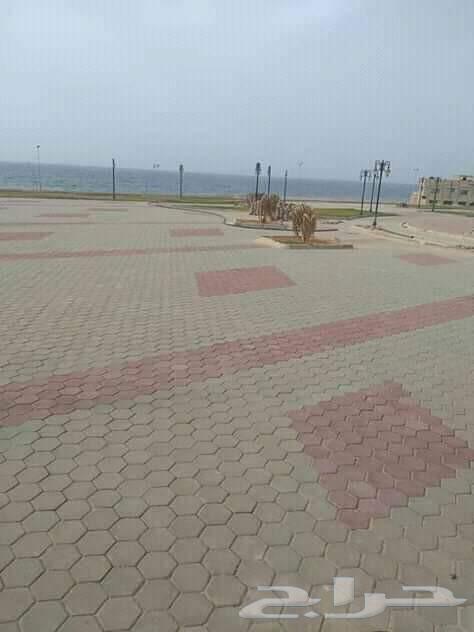 ابو محمد لتركيب الانترلوك والبلدوره ودهانات البلدوره64459728923137114