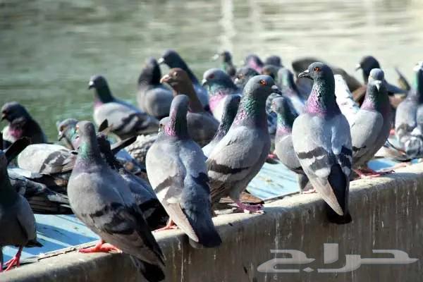 طارد حمام شب تر يب64459851005315110