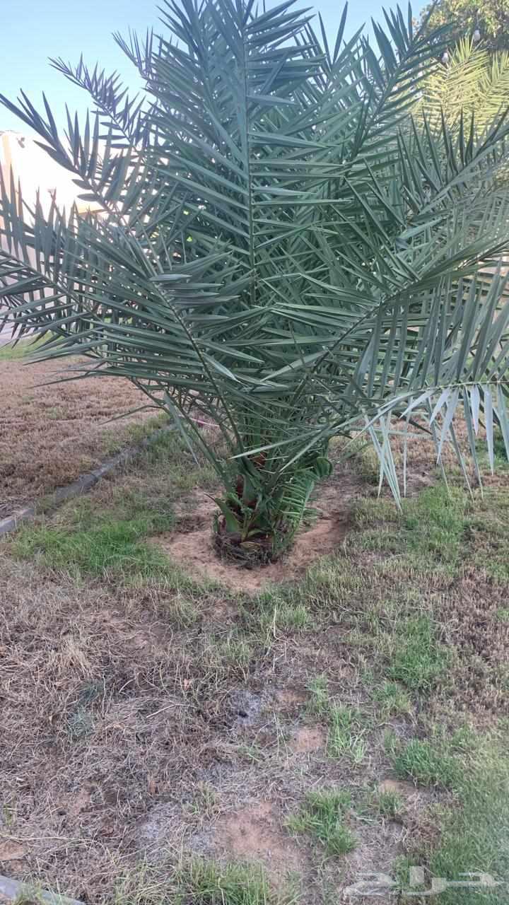 Date palm cultivation, planting, pollination, removal, and transplantation of all types of date palms64459836707713114