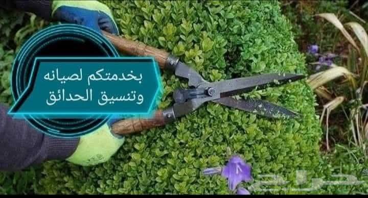 زراعه جميع انواع الاشجار والنخل والنجيل كل ما يتعلق بالزراعه64459775345281112