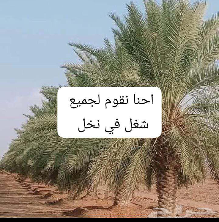 كتف النخل تشليع ضبان و غرزه الضبان والنخل كل ما يخص النخل64459712316675110