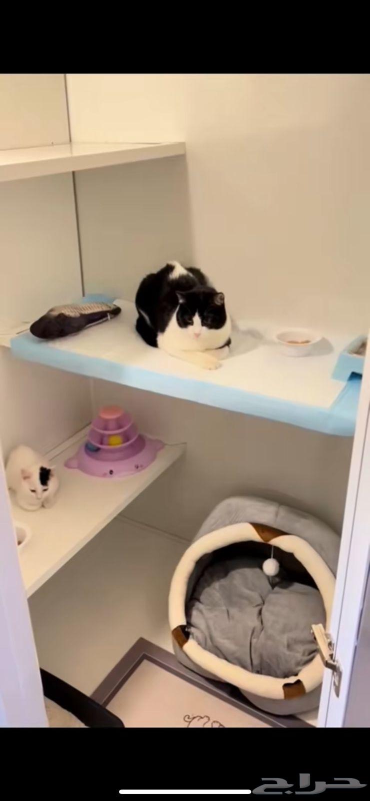 فندقه قطط64459634707458112