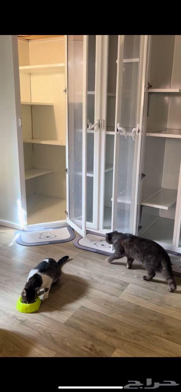 فندقه قطط64459634707458113