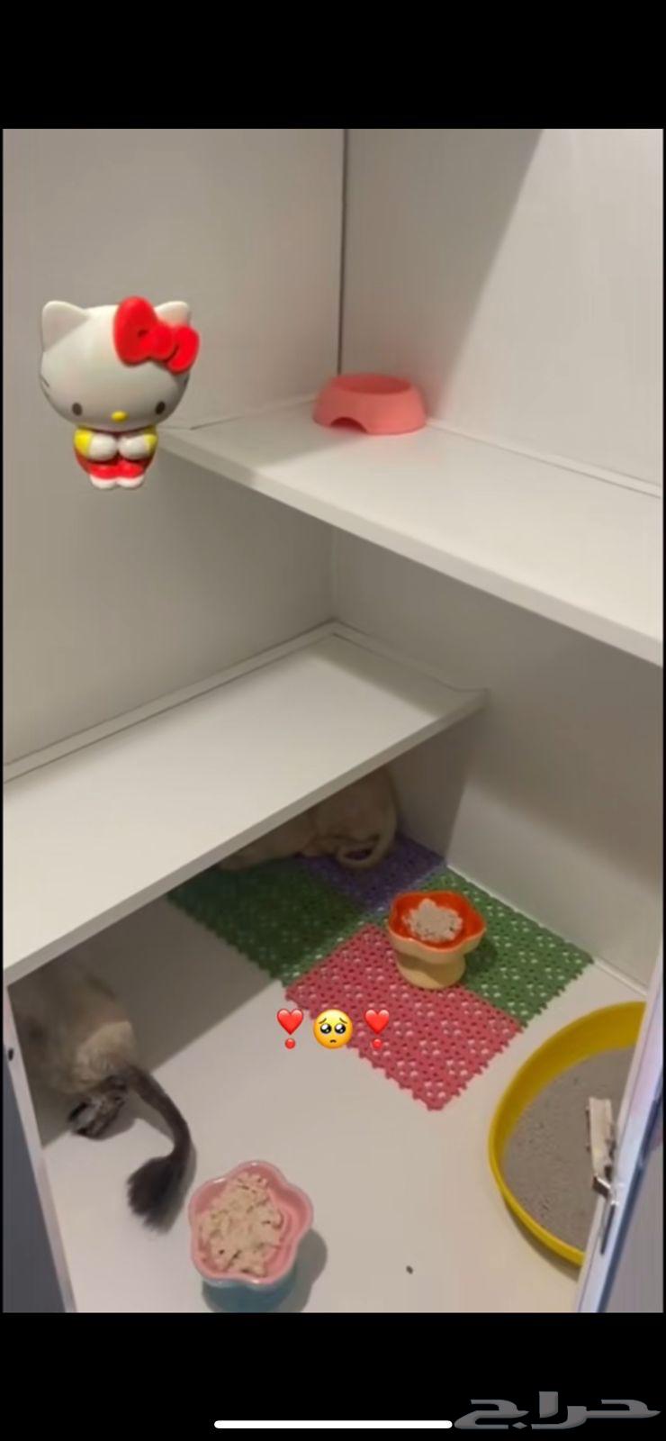 فندقه قطط64459634707458111