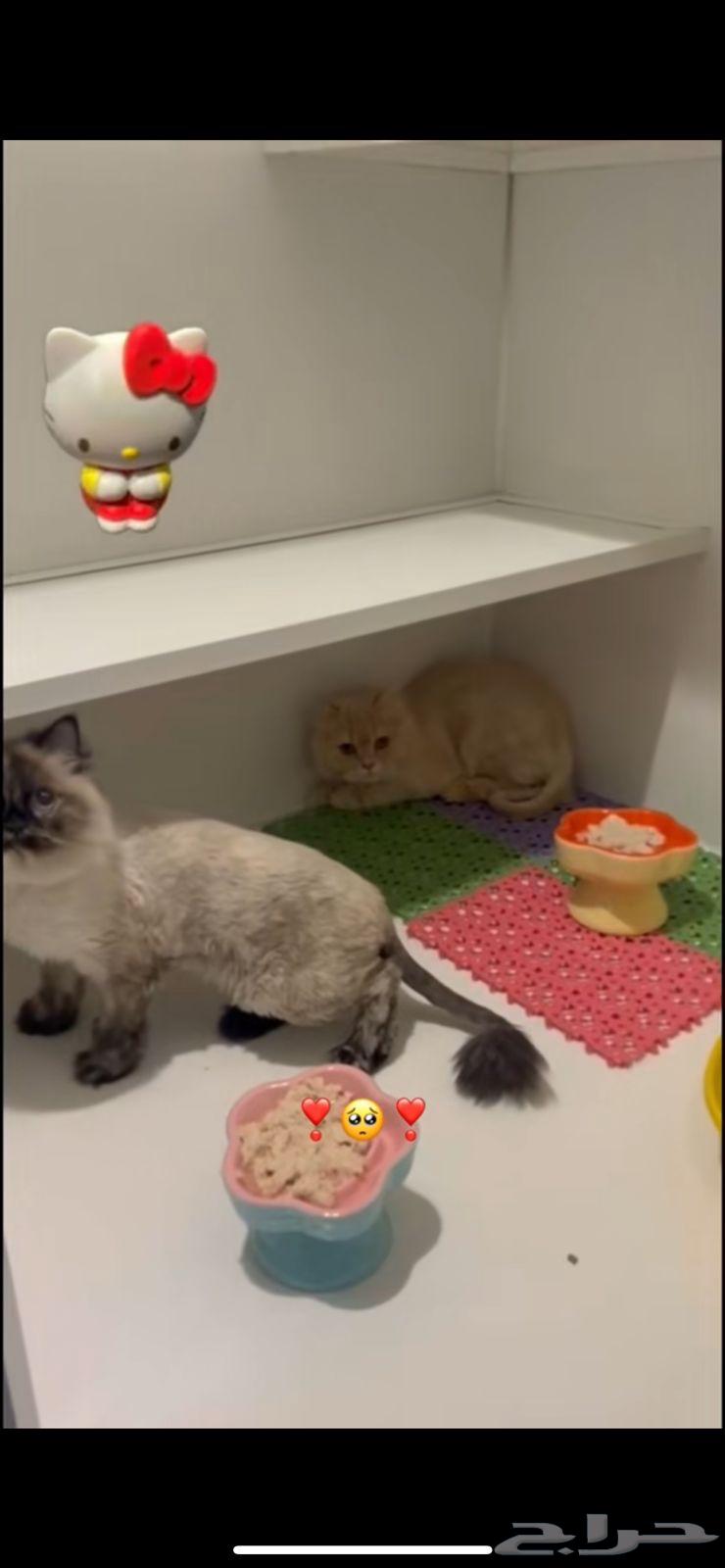 فندقه قطط64459634707458110