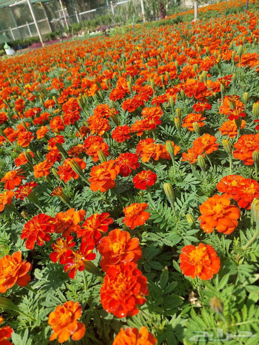 مزارع للحدائق الفلل والاستراحات في شمال الرياض64459806227458112