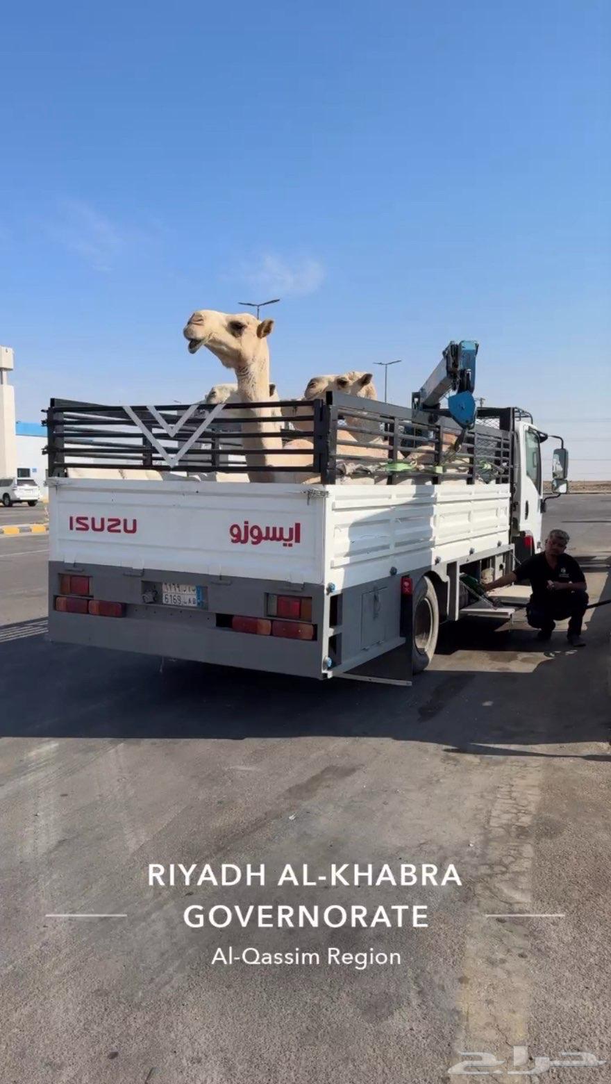 ونش دينا64459836845826110