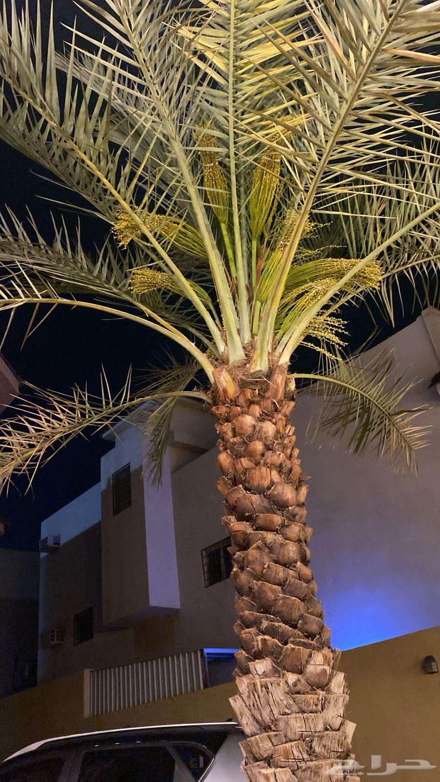 Date palm cultivation, planting, pollination, removal, and transplantation of all types of date palms64459836707713113