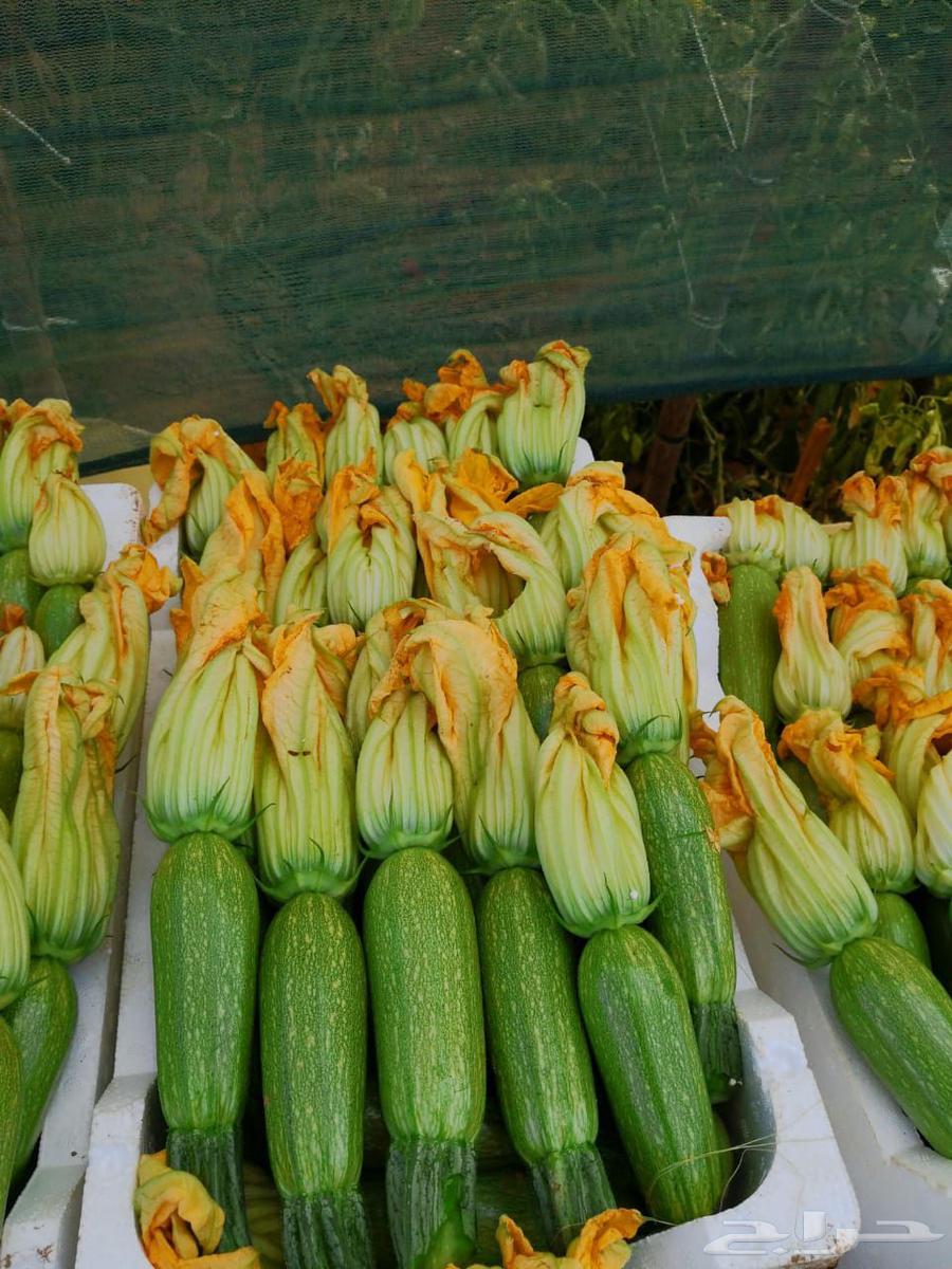 Highly experienced agricultural engineer providing consultations, visits, and supervision64459775703554110