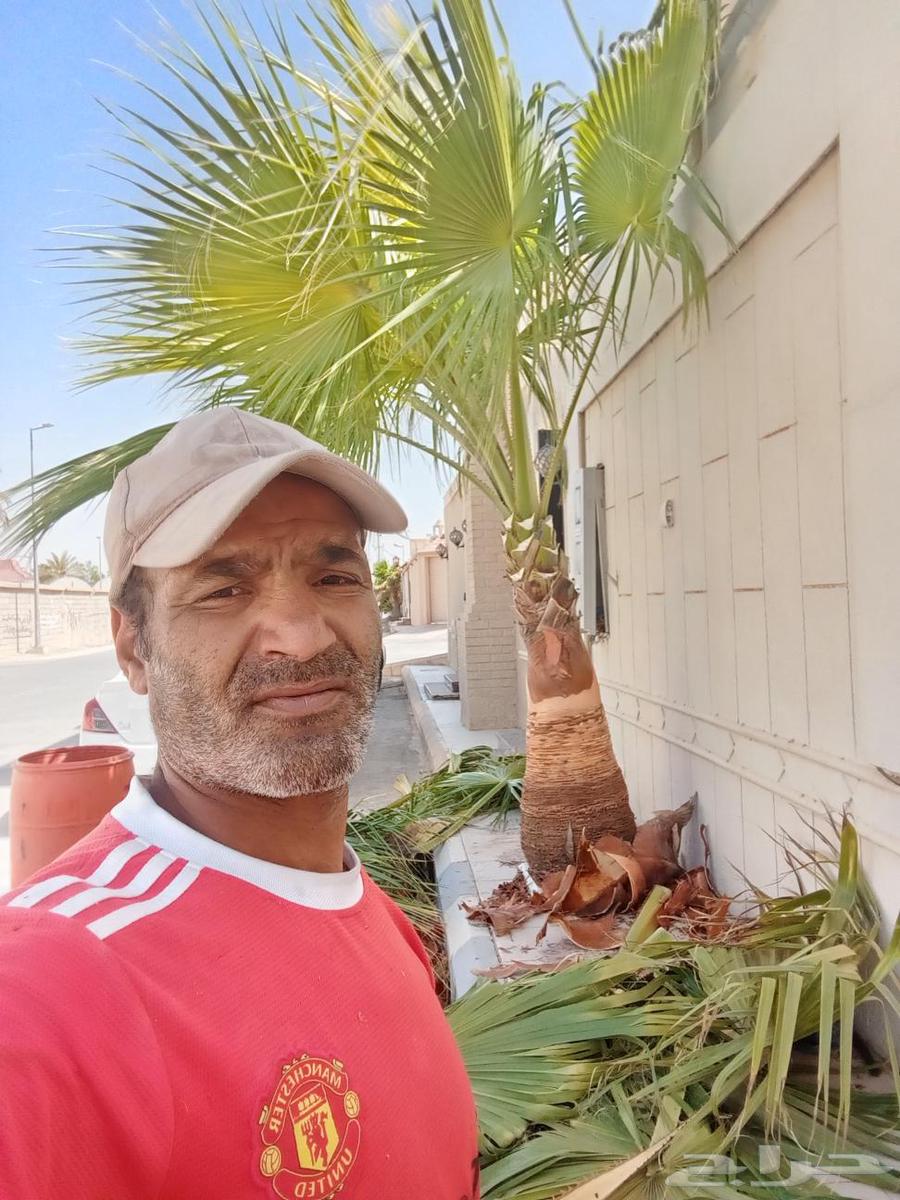 Date palm cultivation, planting, pollination, removal, and transplantation of all types of date palms64459836707713112