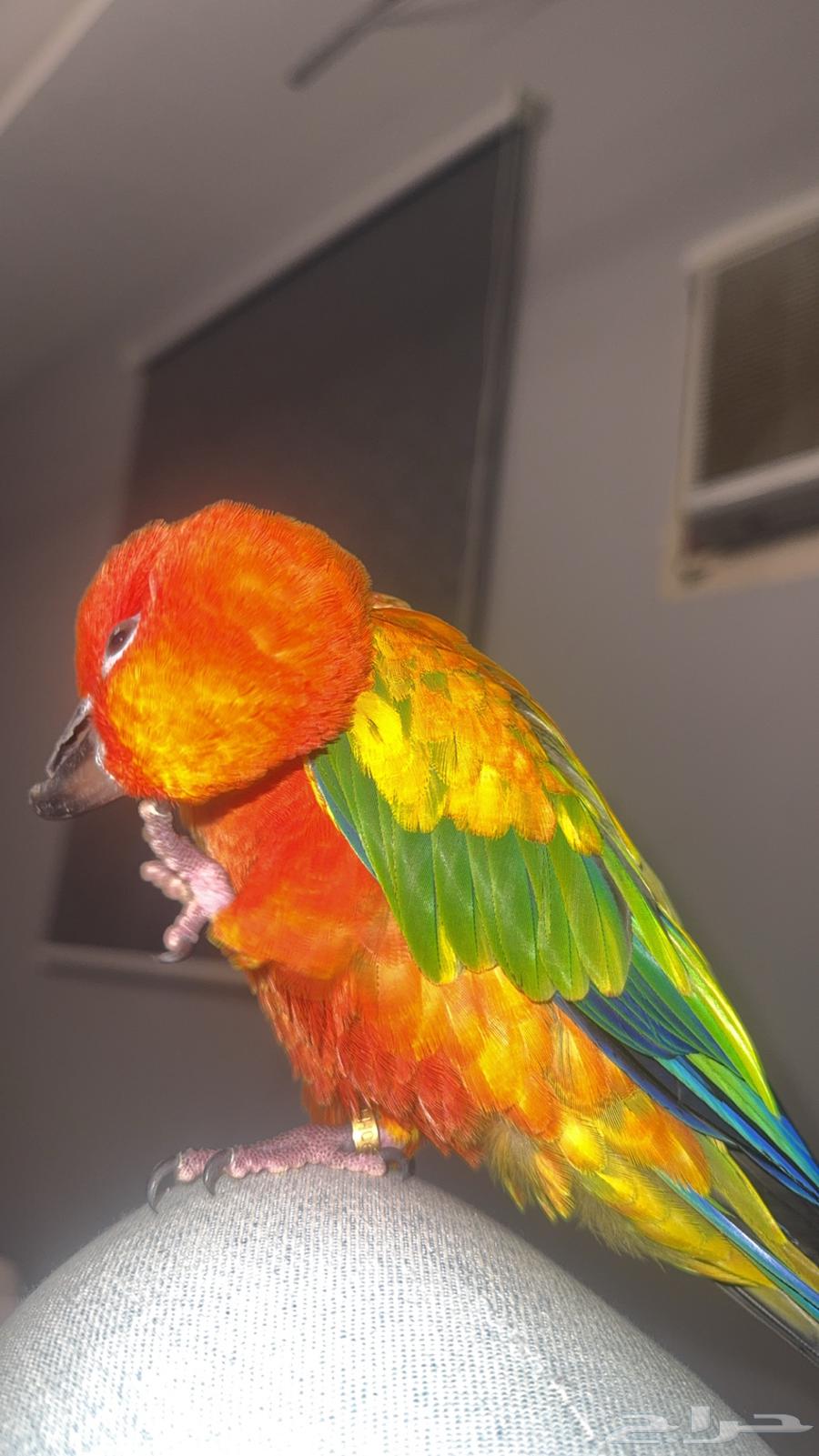 Sun Conure Alf, Strong Coloration64473868772994112