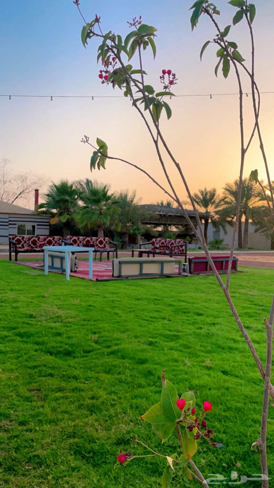 منتجع غروب للاجار اليومي( بريدة _ البصر )64473708203265110