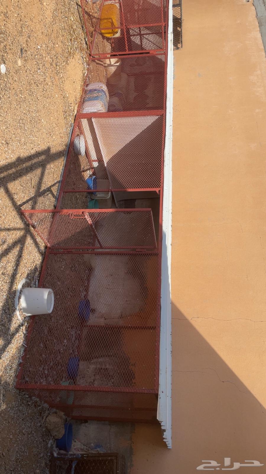 للبيع شبوك حديد64473853109378110