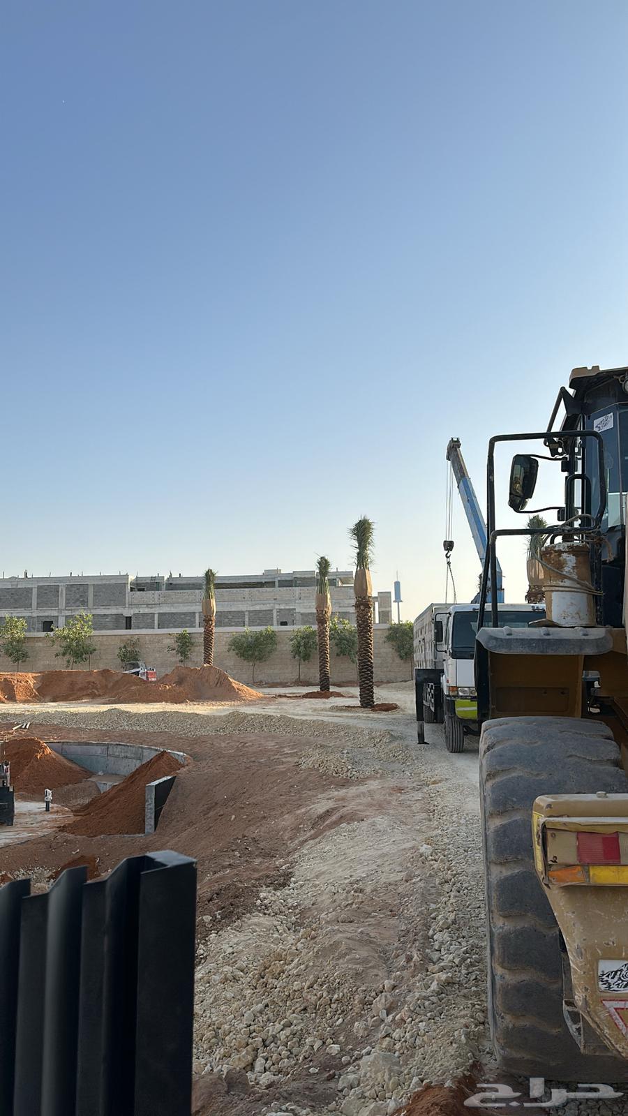 نخل عربي نخل مثمر نخل للبيع64459928264322113