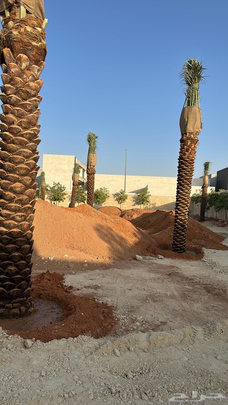 نخل عربي نخل مثمر نخل للبيع64459928264322112