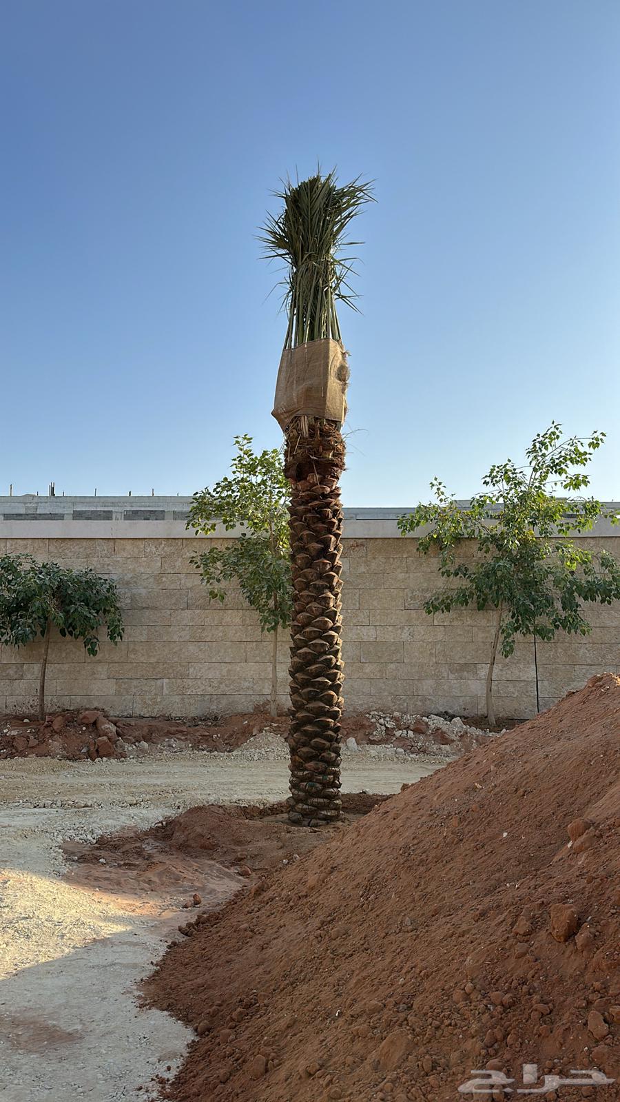 نخل عربي نخل مثمر نخل للبيع64459928264322110