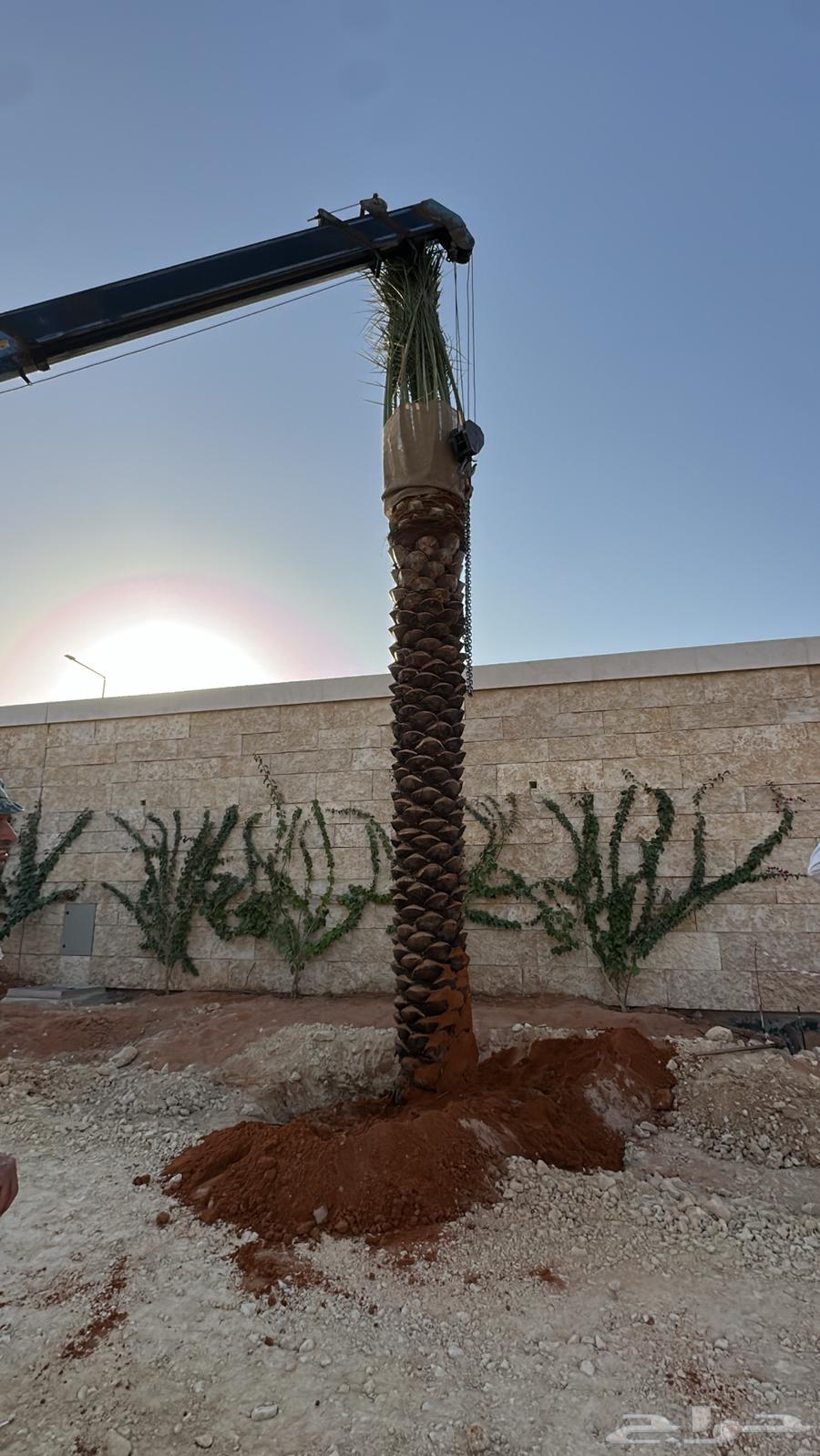 نخل عربي نخل مثمر نخل للبيع64459928264322114