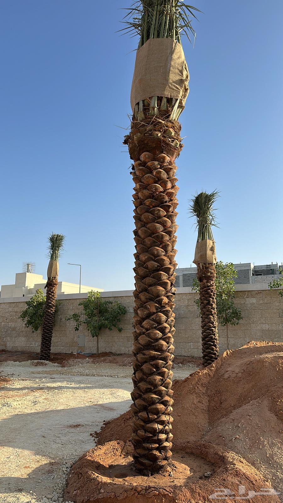 نخل عربي نخل مثمر نخل للبيع64459928264322111