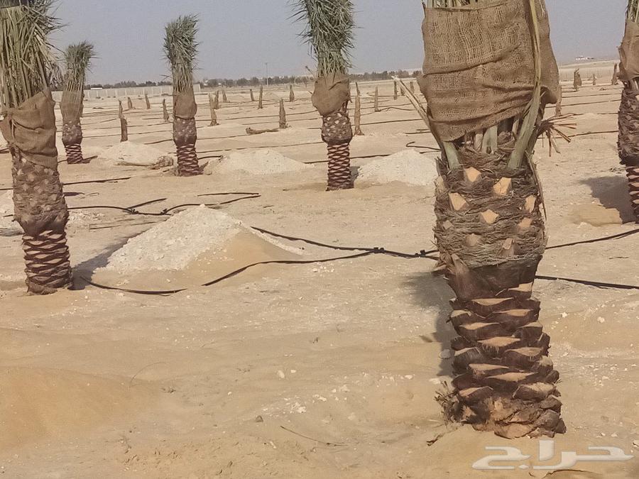 Abu Ibrahim for Supplying and Installing All Types of Palm Trees and Fences WhatsApp64474074251523114