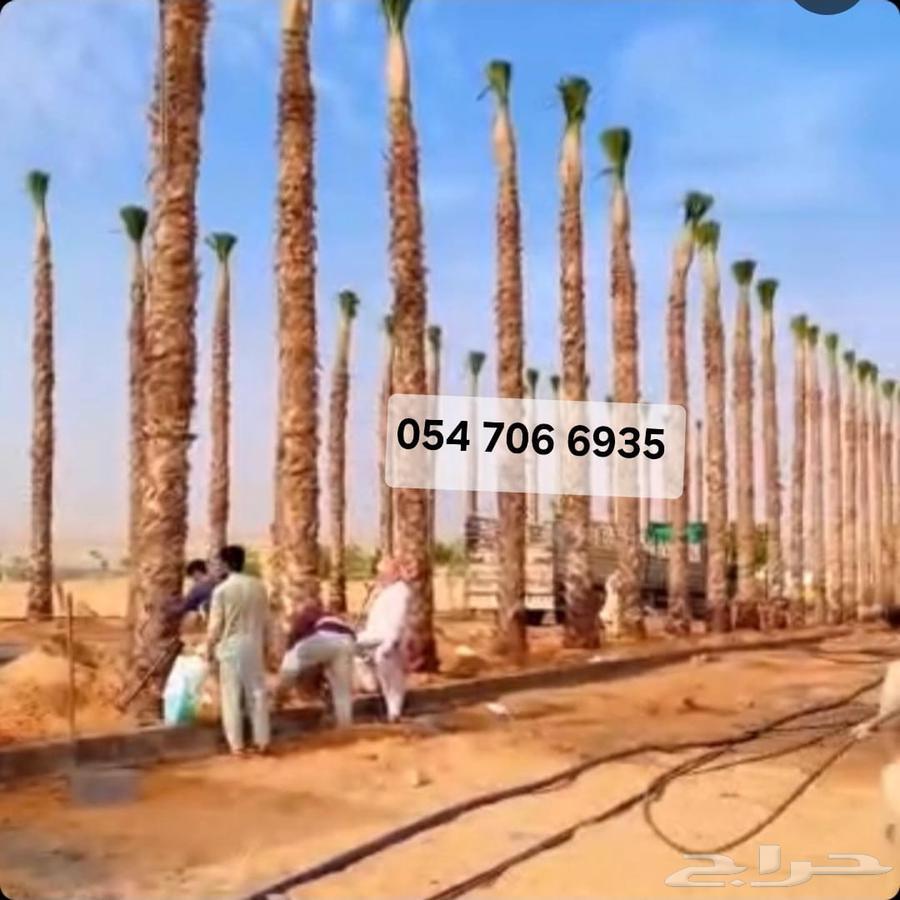 نقل نخل رافعه نخل قشع نخل غرس نخل تقطيع شجر64473853269761113