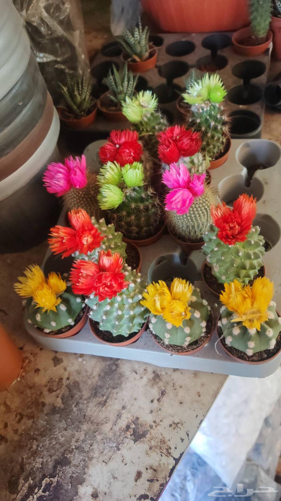 Natural grass farming and installation of regular and automatic irrigation networks64474042445443114