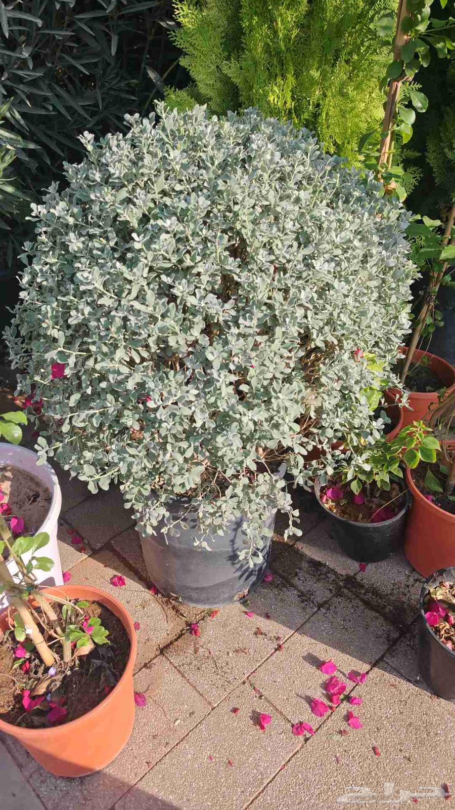 Natural grass farming and installation of regular and automatic irrigation networks64474042445443113