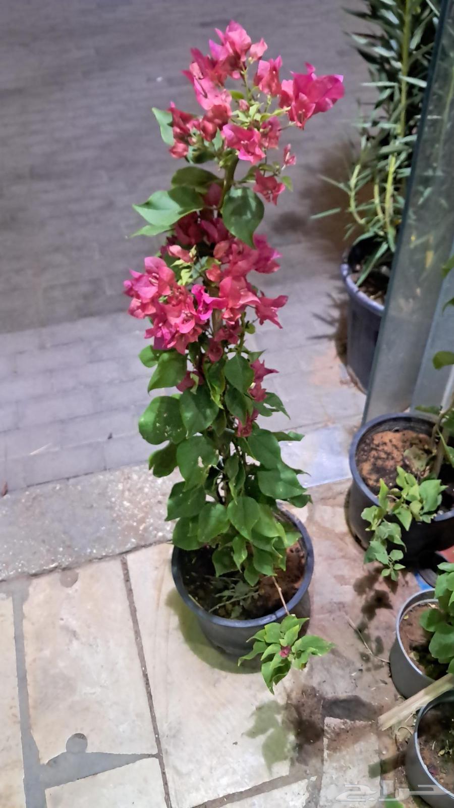 Cultivator of all types of trees, indoor and outdoor, as well as Arabic and American palm trees64474012366979114