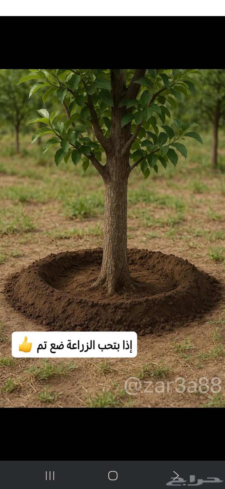 Cultivator of all types of trees, indoor and outdoor, as well as Arabic and American palm trees64474012366979113