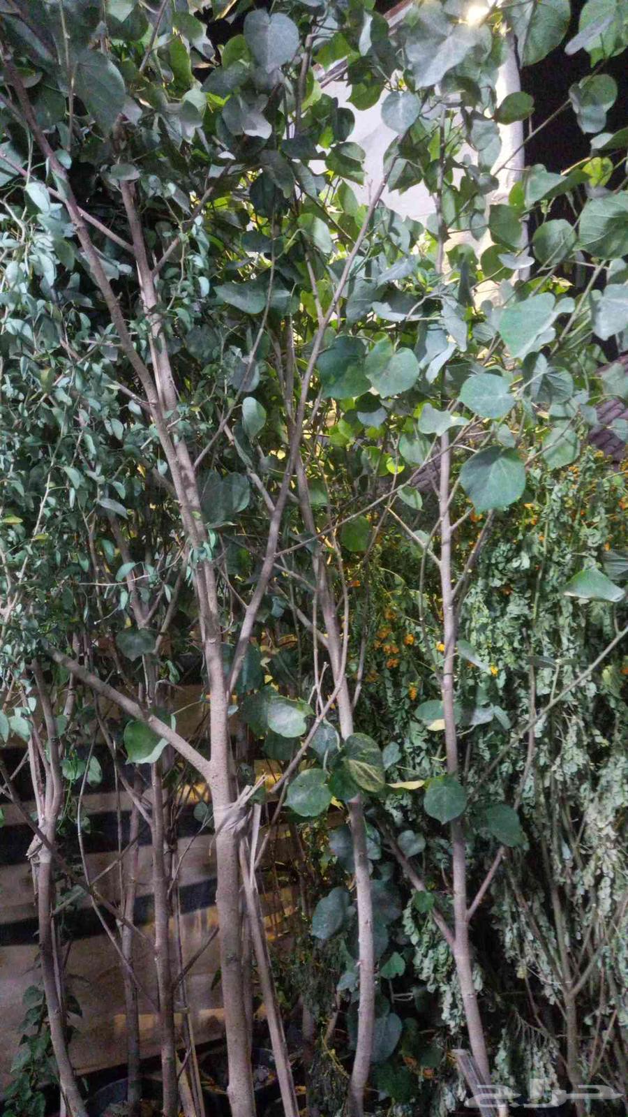 فني شبكات ري وتنسيق الحدائق64473916754817113