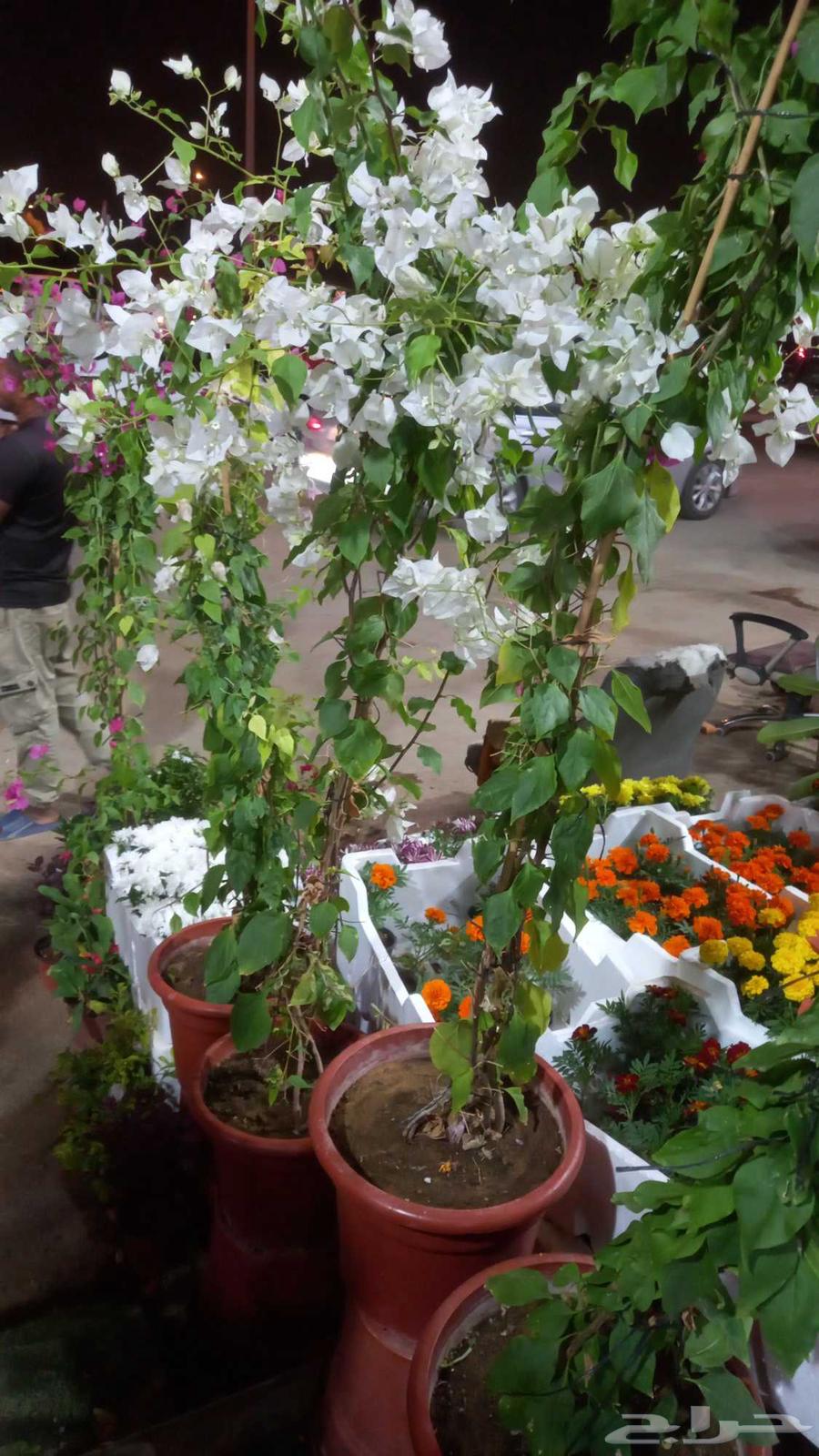 فني شبكات ري وتنسيق الحدائق64473916754817114