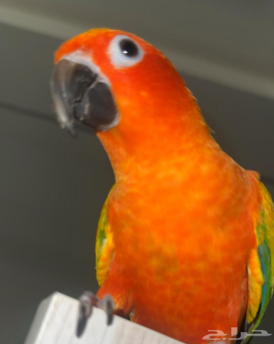 Sun Conure Alf, Strong Coloration64473868772994110