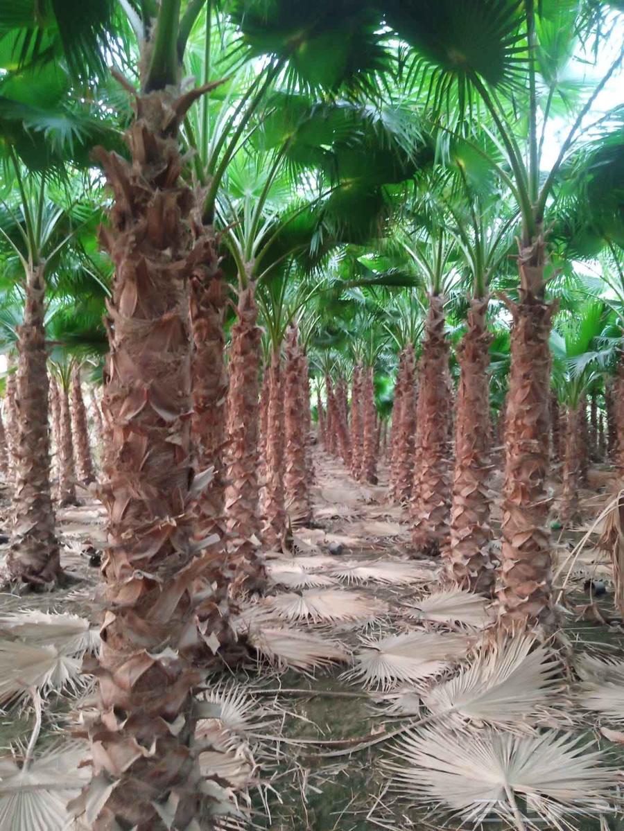 يوج لدينا جميع انواع انخيل عربي واشنطن64473868266627110