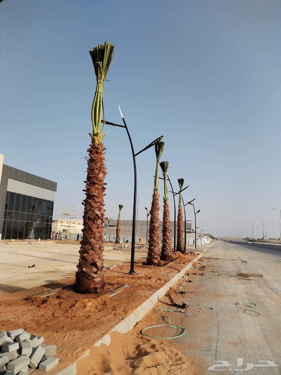 Abu Ibrahim for Supplying and Installing All Types of Palm Trees and Fences WhatsApp64474074251523110