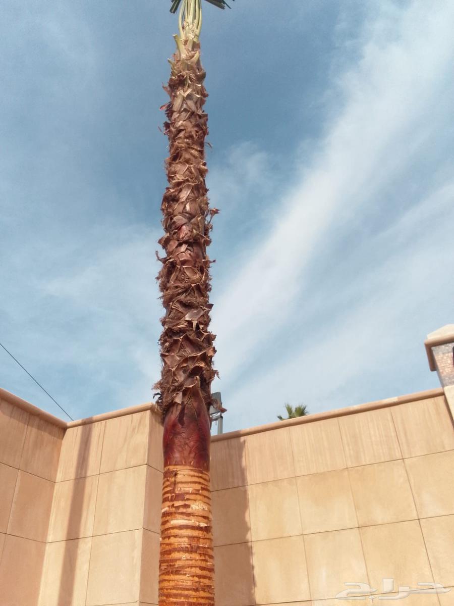 Trimming, cleaning, pruning of Arabian and Washingtonia palm trees, and changing the soil64473774398465110