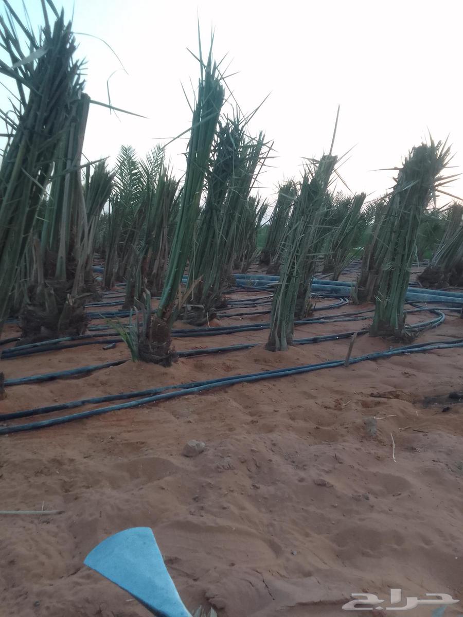 Types of palm trees, Qish' and approximation of all types of transportation, Washington, Ikhlas, Saq'i64474043578881110