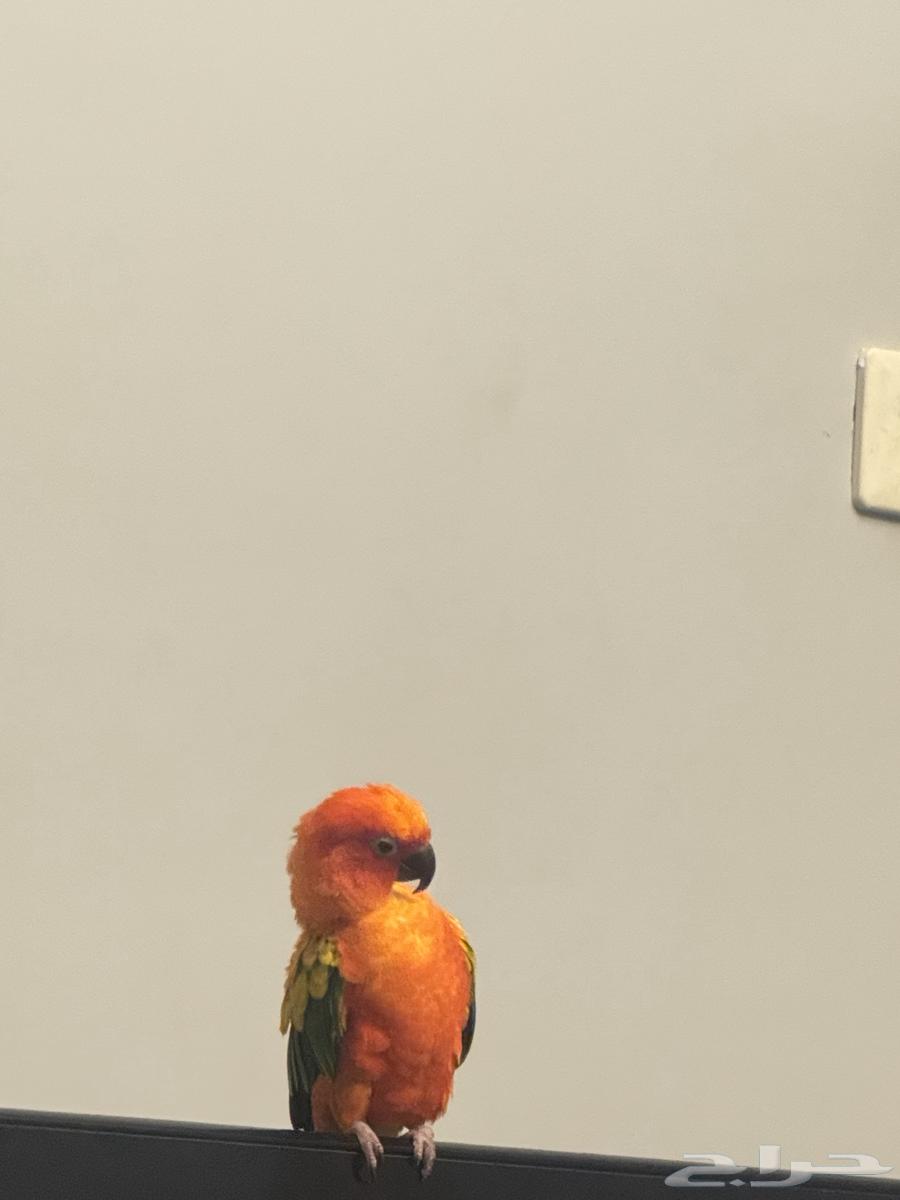 Sun Conure Alf, Strong Coloration64473868772994113