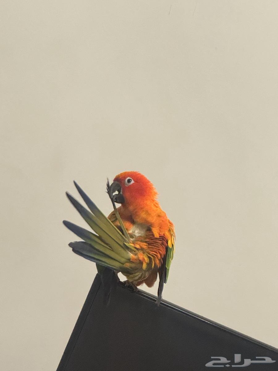Sun Conure Alf, Strong Coloration64473868772994111