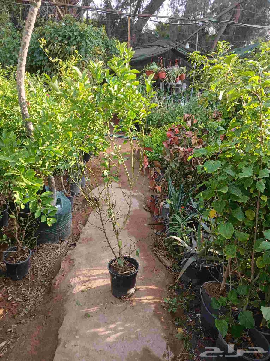 Abu Khalid for General Contracting, installing farm and rest house fences64459928086785111