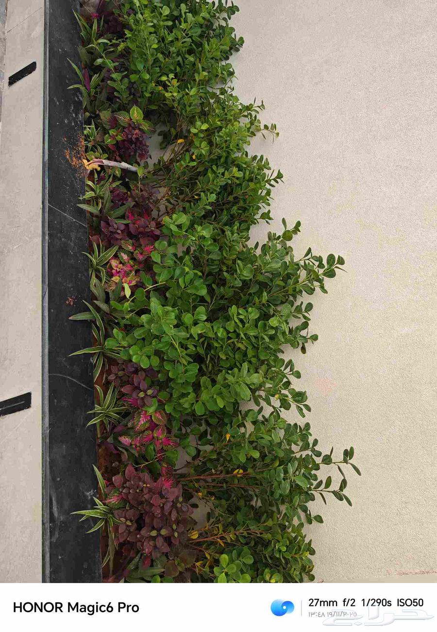 Natural grass farming and installation of regular and automatic irrigation networks64474042445443111